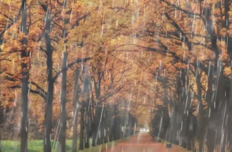 What Are the Best Gardening Techniques for Rainy Seasons?